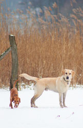 Hundebetreuung Friedrichshain 1